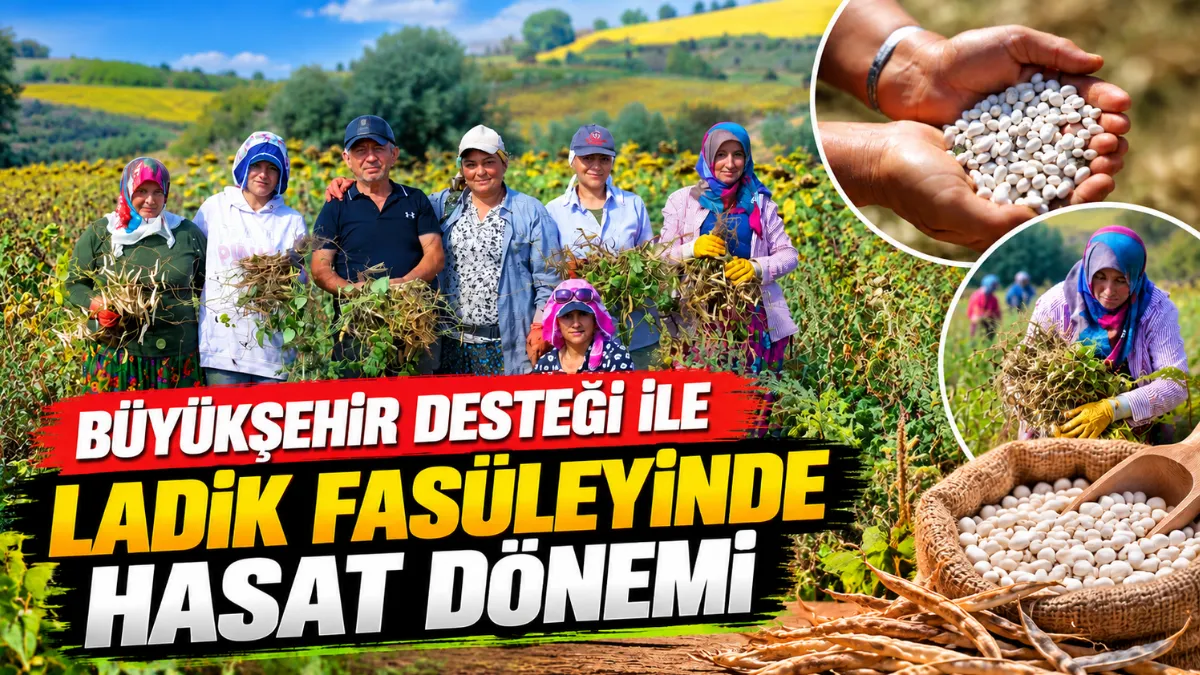 Büyükşehir desteği ile Ladik fasüleyinde hasat dönemi