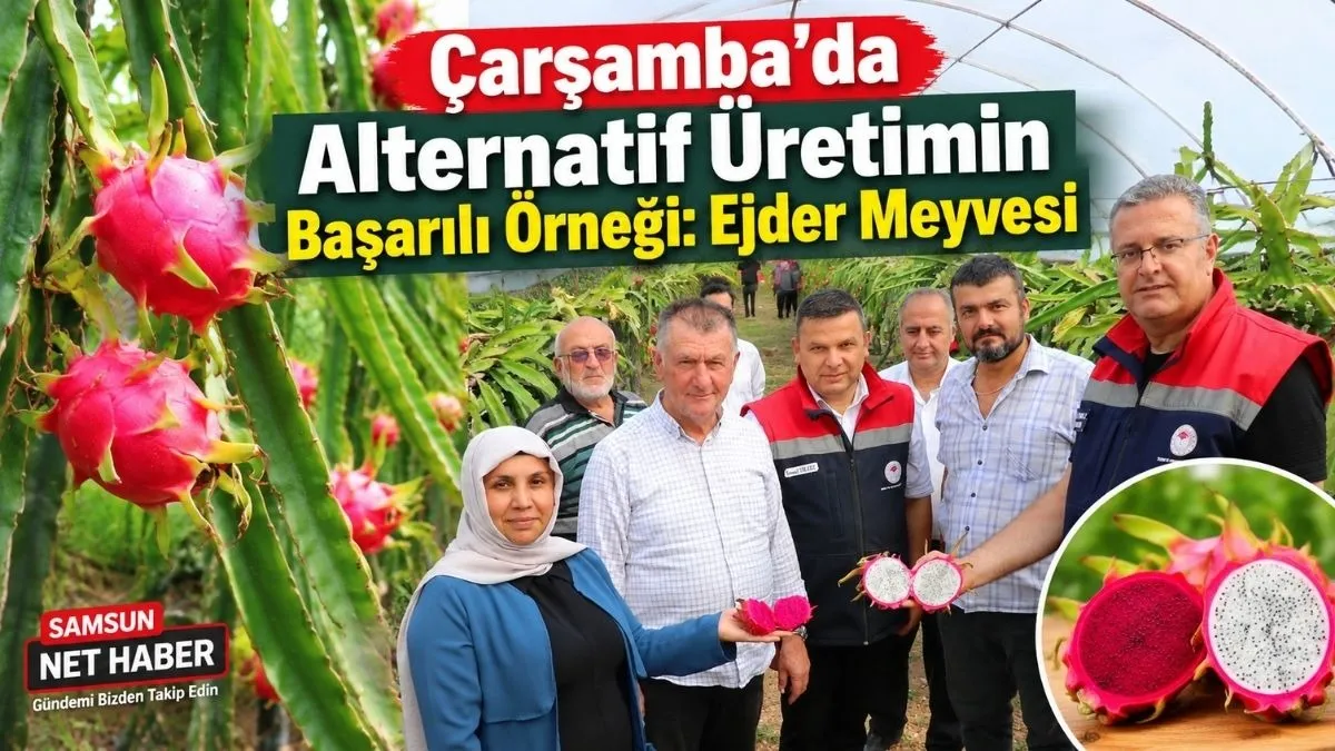 Çarşamba’da Ejder Meyvesi Bereketi: 400 Fidanla Başladı, Üretimini Büyüttü