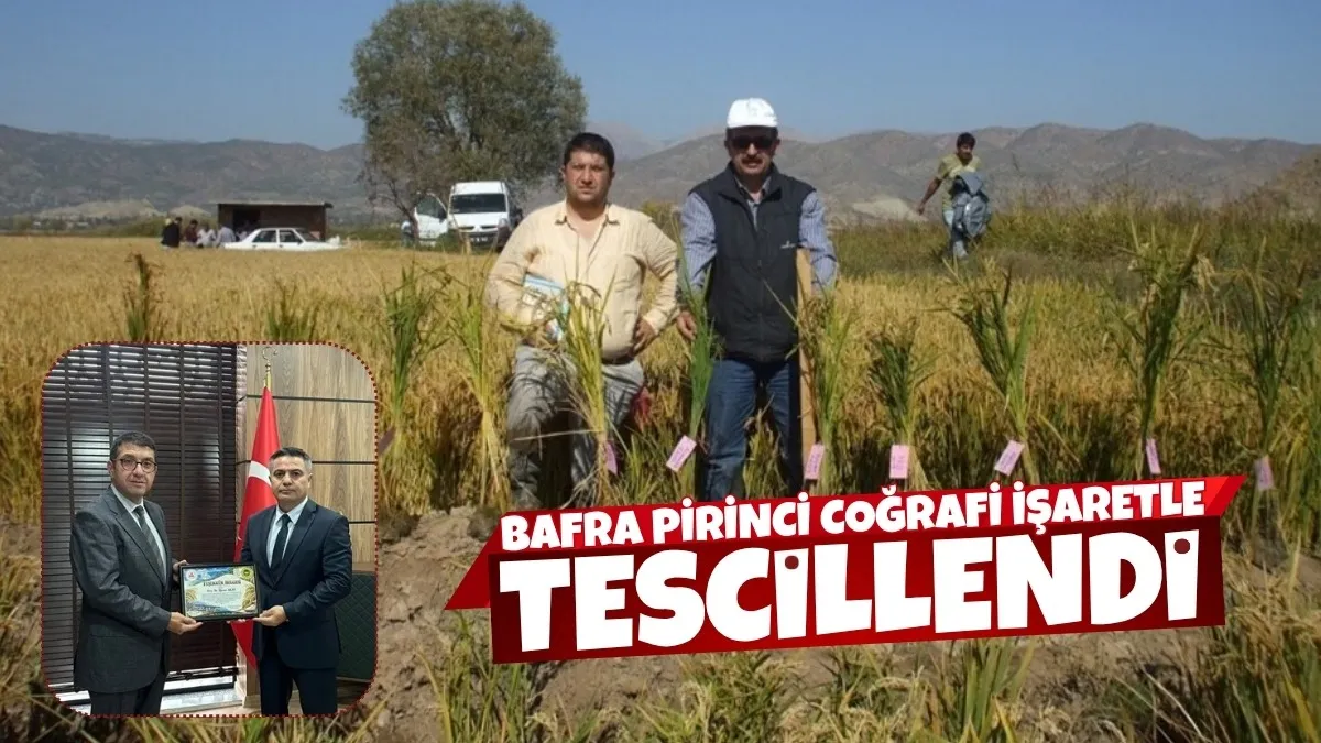 Bafra pirinci coğrafi işaretle tescillendi