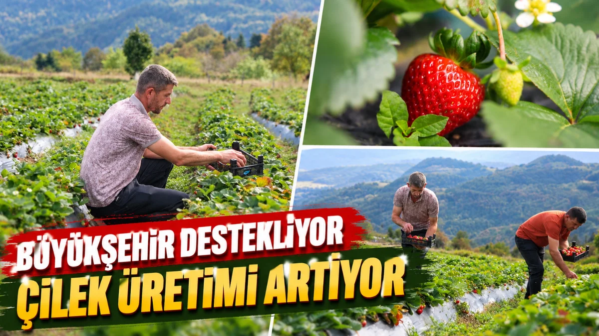 Büyükşehir destekliyor çilek üretimi artıyor