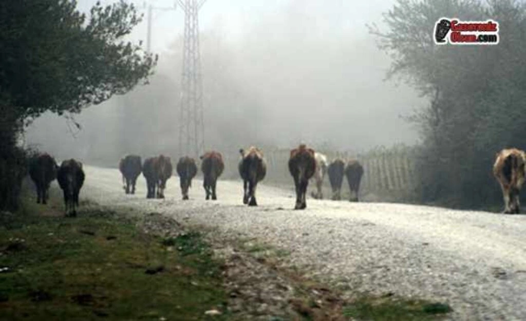 Dünya Mirası Kızılırmak Deltası'nı Gezmek Artık Daha Eğlenceli