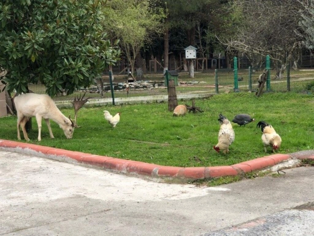 Bafra Ali Kale Turistik Tesisleri Bafralıların Gözdesi