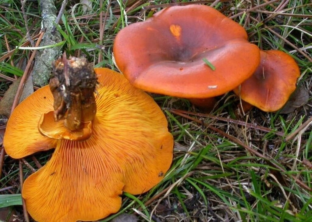 Samsun'da zehirli mantar uyarısı! Zehirli mantar türleri