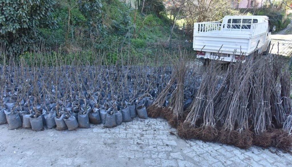 Tekkeköy'de çiftçilere mor patlıcan inciri fidanı dağıtıldı