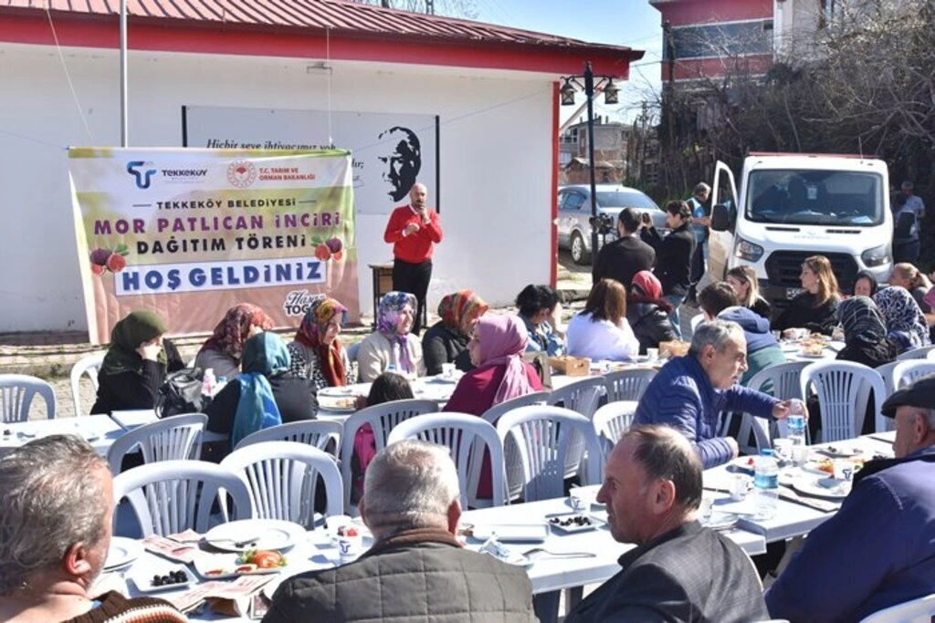 Tekkeköy'de çiftçilere mor patlıcan inciri fidanı dağıtıldı