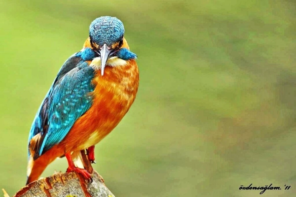 Kızılırmak Kuş Cenneti fotoğrafları