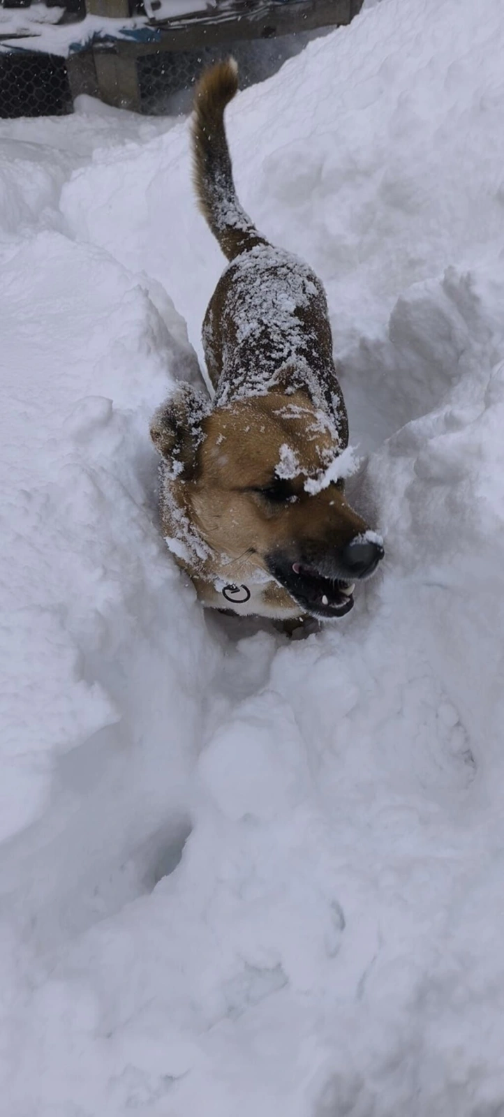 Samsun'da 70 cm Kar, Köpek Karın İçinde Kayboldu! Samsun'dan Kar Manzaraları