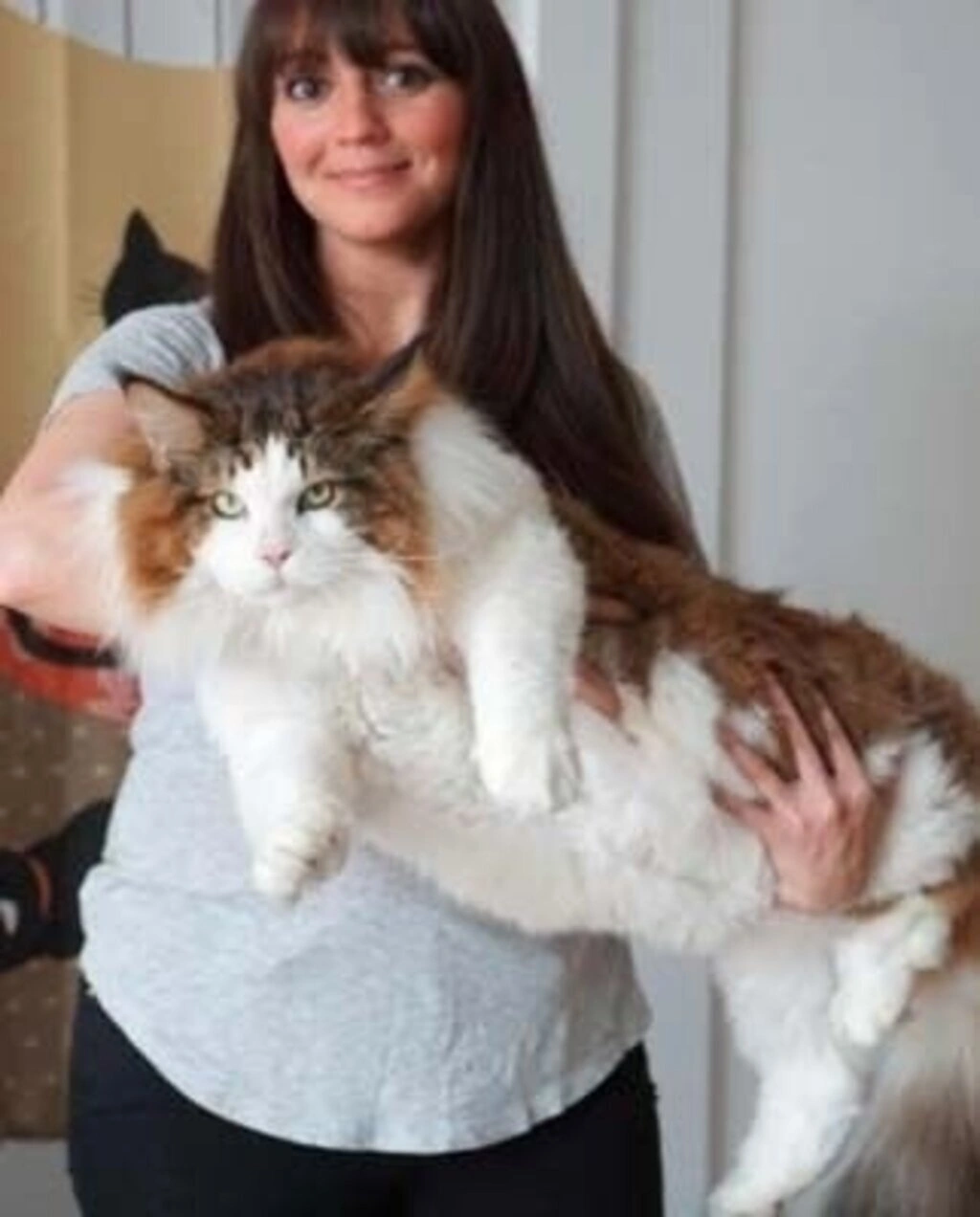 1.2 metre boyu ve 13 kilo ağırlığıyla dünyanın en büyük kedisi