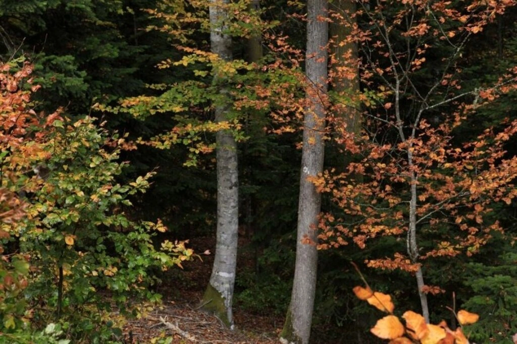 Karadeniz'de sonbahar bir başka güzel - Karadeniz'den sonbahar manzara fotoğrafları