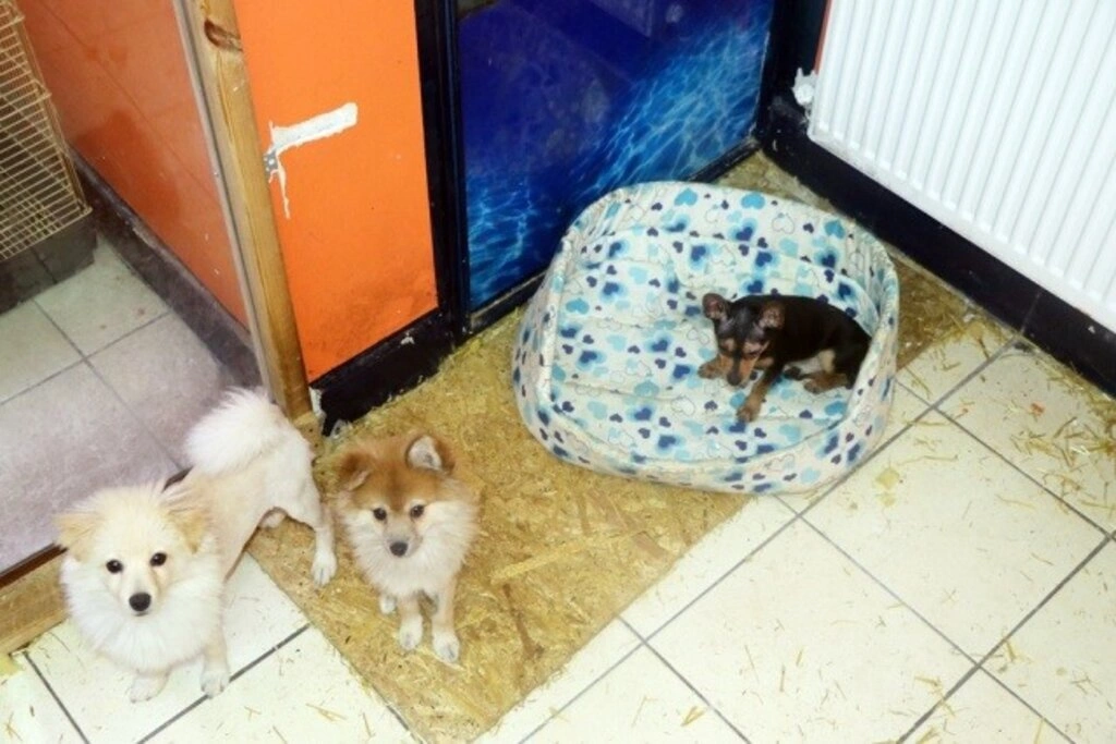 Kardelen Petshop hizmete girdi