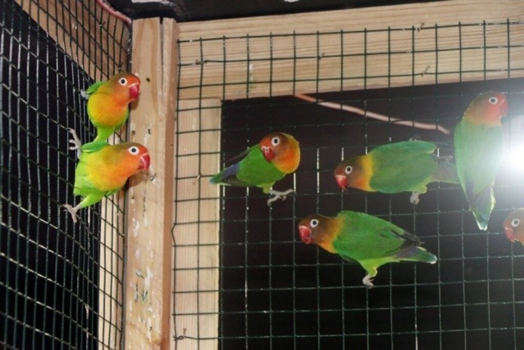 Kardelen Petshop hizmete girdi