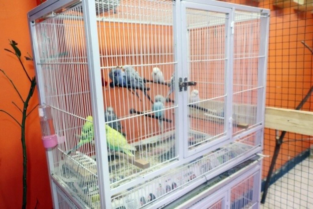 Kardelen Petshop hizmete girdi