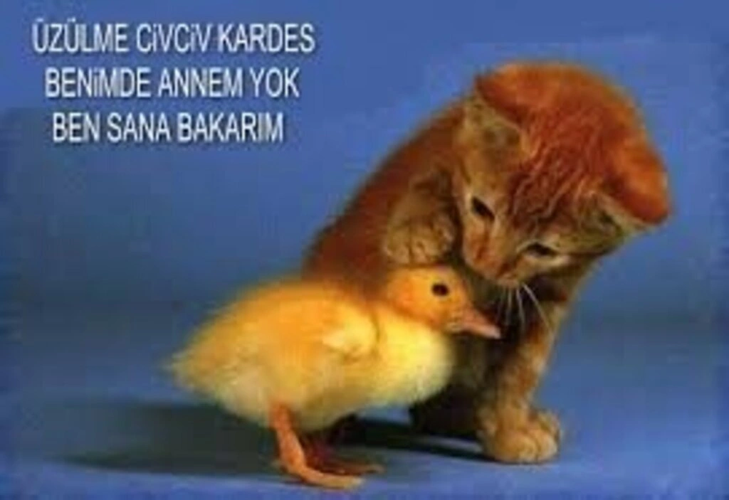 Sanal alemde dolaşan komik resimler