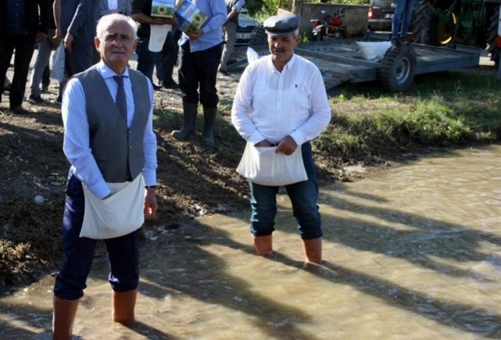 Bafra'da Geleneksel 5. Çeltik Ekimi Festivali yapıldı