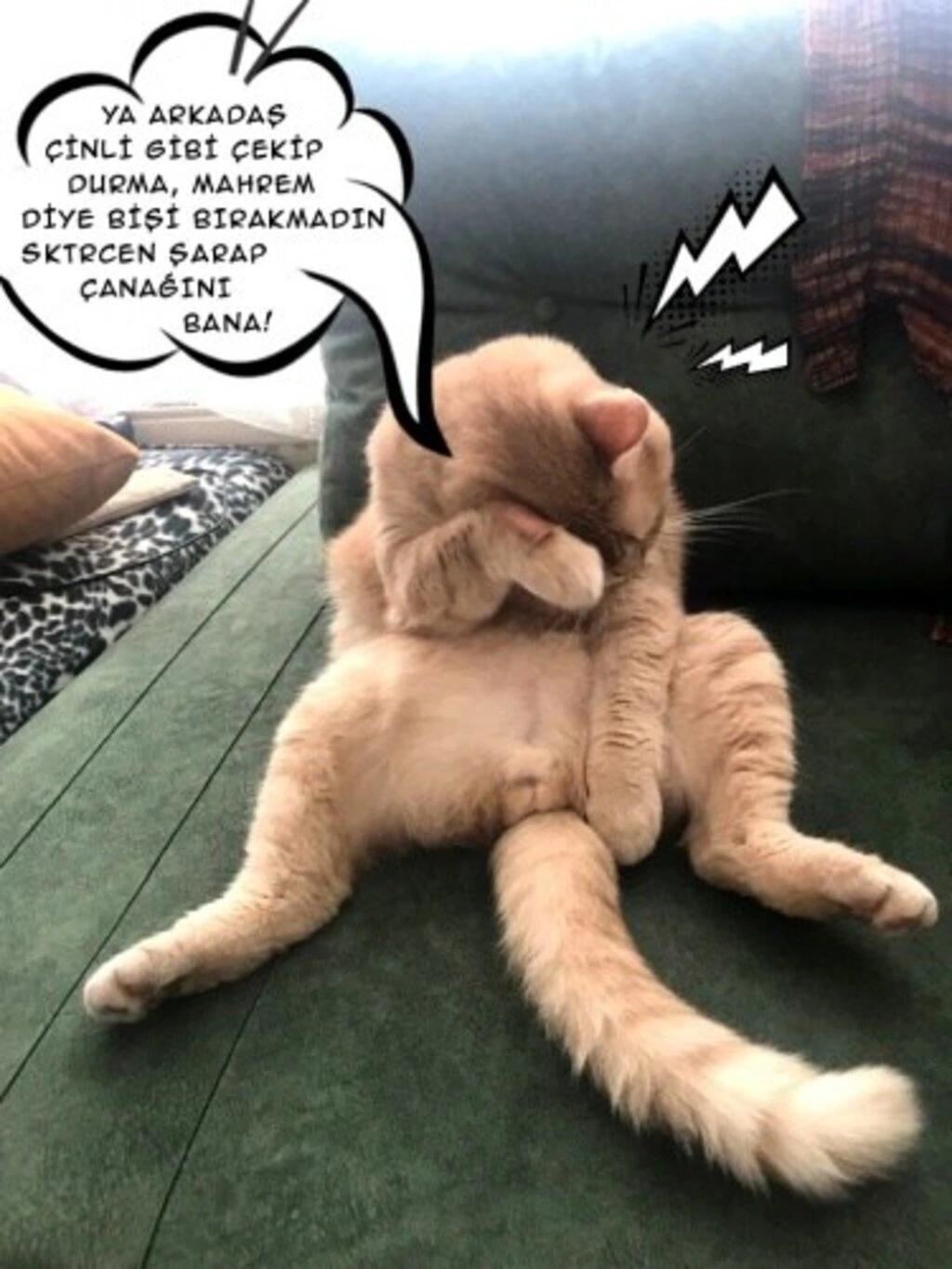Geveze Kedi instagramdan reklam dünyasına transfer oldu