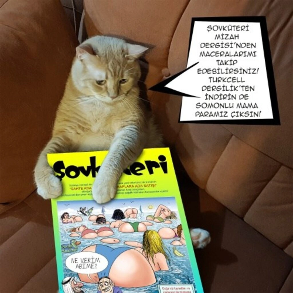 Geveze Kedi instagramdan reklam dünyasına transfer oldu
