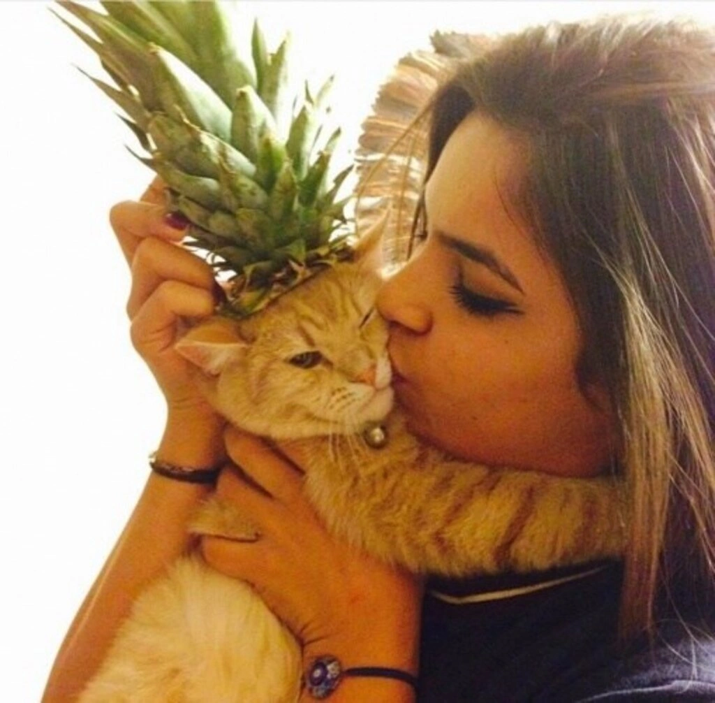 Geveze Kedi instagramdan reklam dünyasına transfer oldu