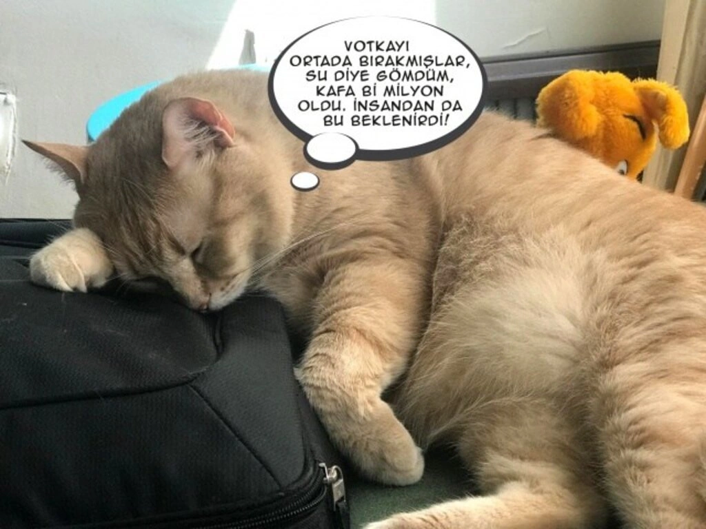 Geveze Kedi instagramdan reklam dünyasına transfer oldu