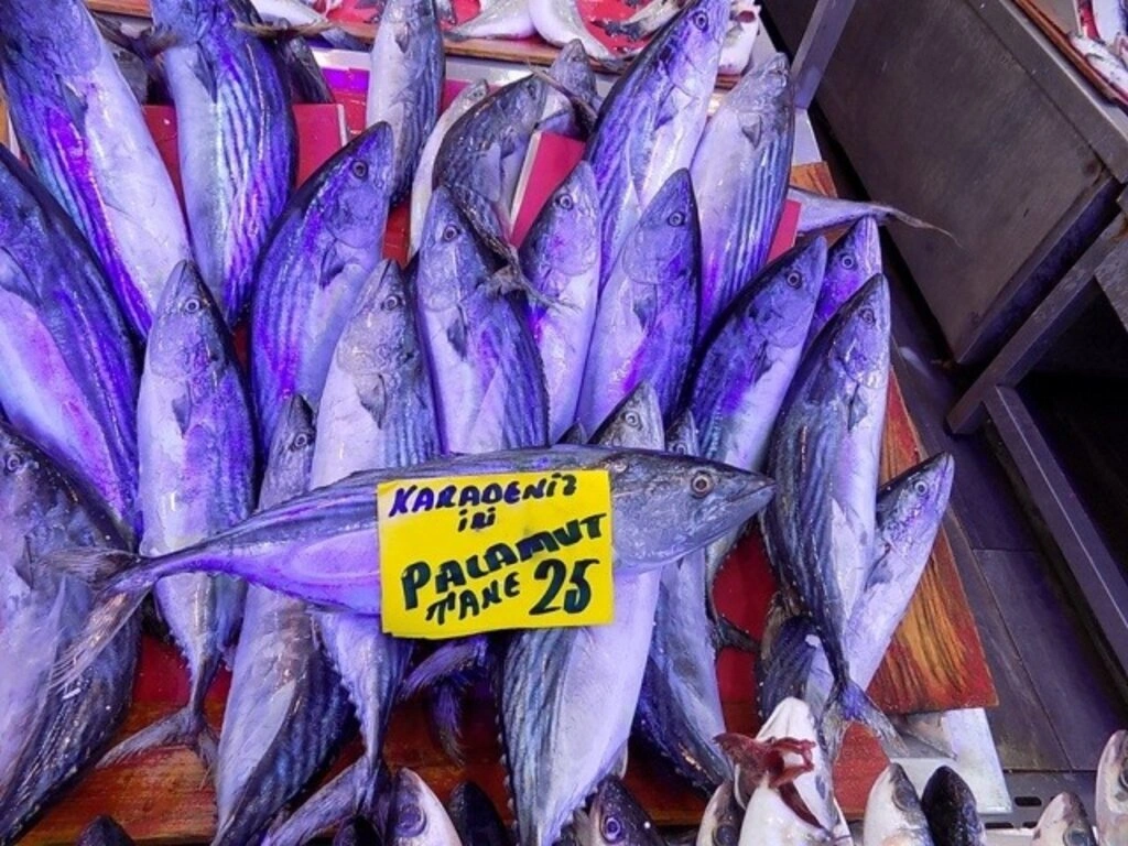 Samsun'da balık fiyatları