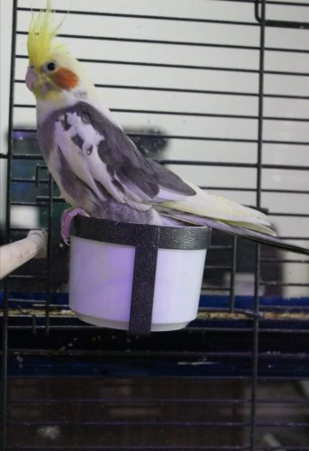 İz Kardelen Petshop Atakum'da