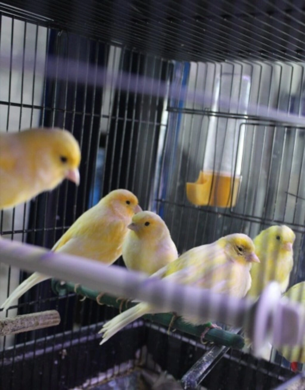 İz Kardelen Petshop Atakum'da
