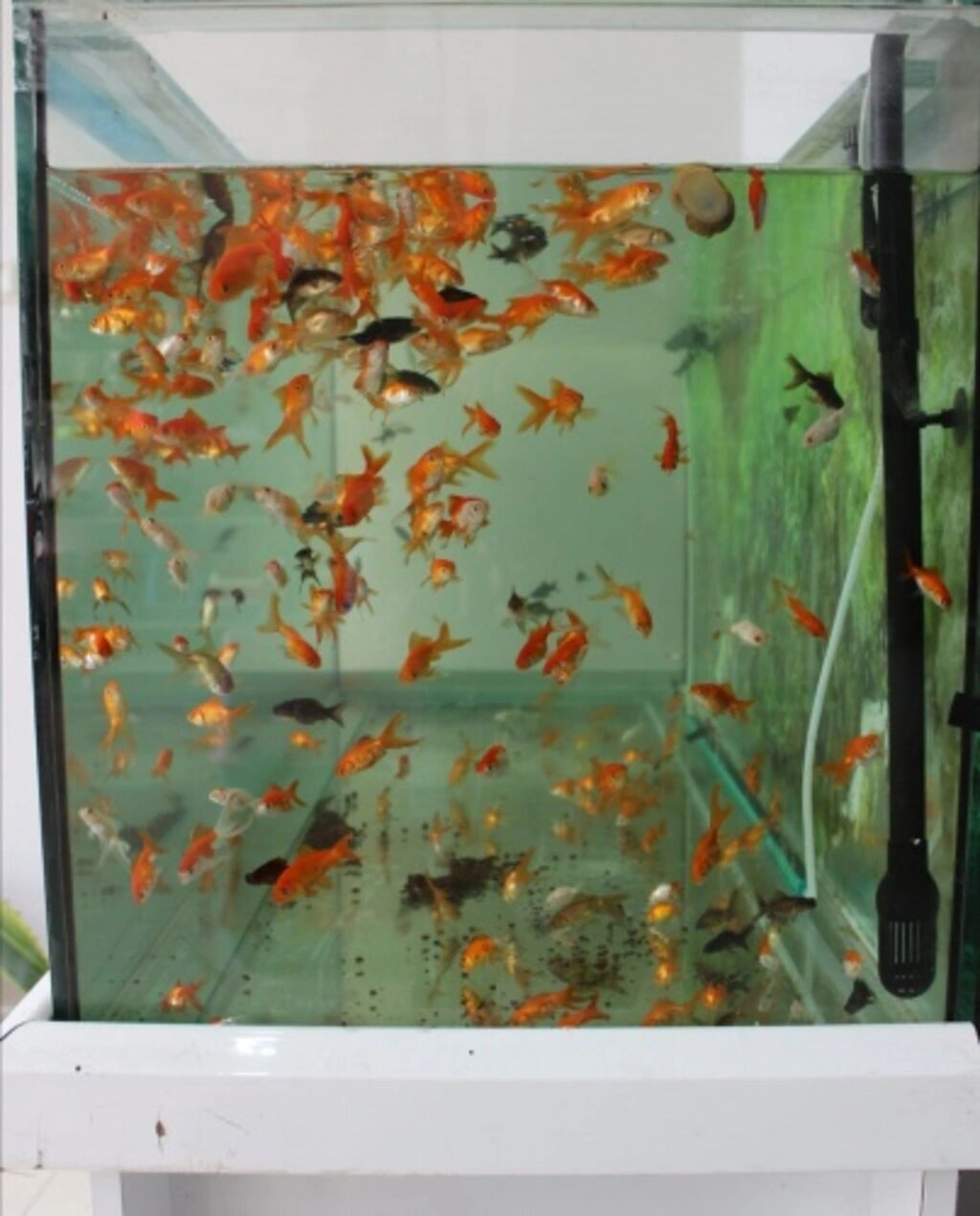 İz Kardelen Petshop Atakum'da