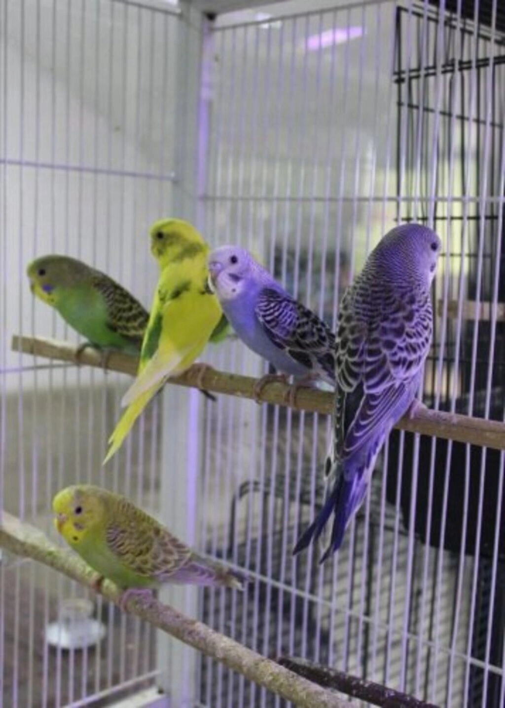 İz Kardelen Petshop Atakum'da