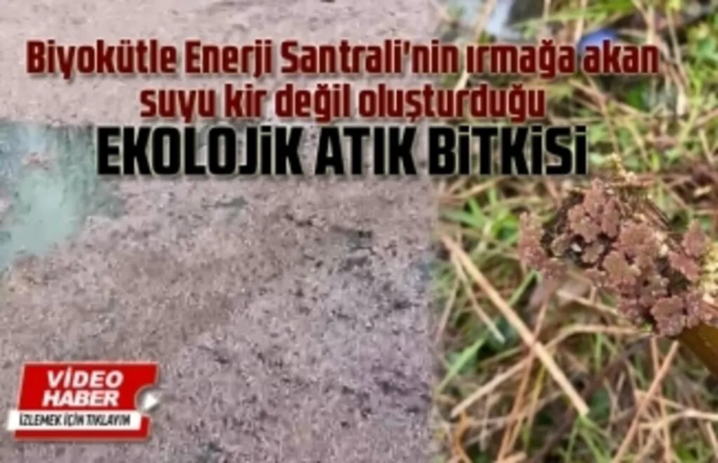 Biyokütle Enerji Santrali'nin ırmağa akan suyu kir değil oluşturduğu EKOLOJİK ATIK BİTKİSİ